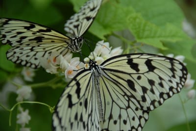 DSC_0092.JPG