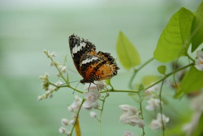 DSC_0095.JPG