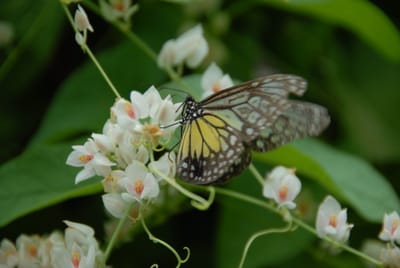 DSC_0098.JPG
