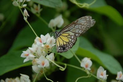 DSC_0099.JPG