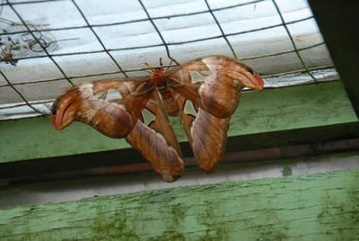 DSC_0100.JPG