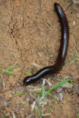 DSC_0041.JPG
