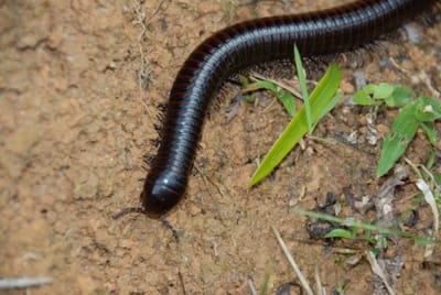 DSC_0042.JPG