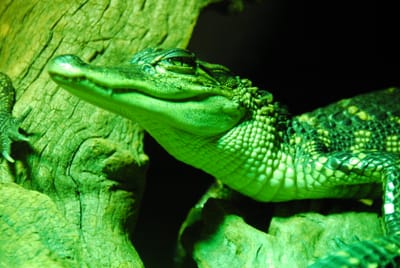 DSC_4797.JPG