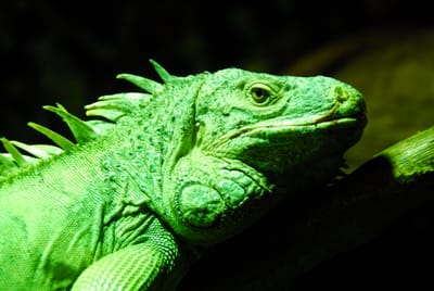DSC_4801.JPG