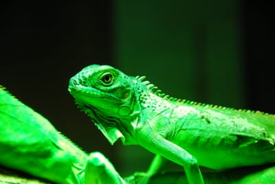 DSC_4806.JPG