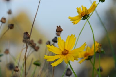 DSC_4302.JPG