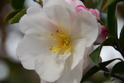 DSC_4393.JPG