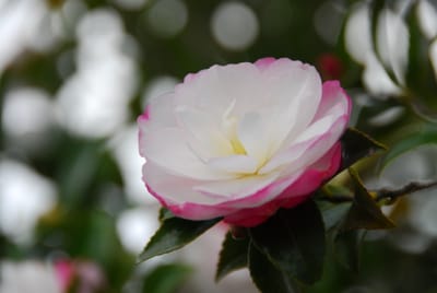 DSC_4396.JPG
