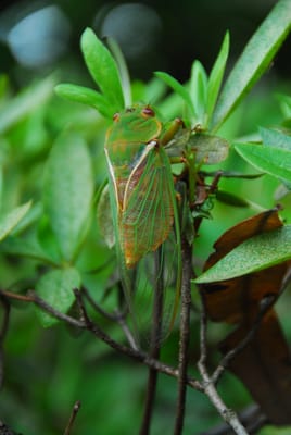DSC_7107.JPG