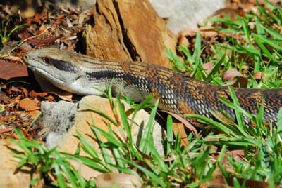 DSC_7173.JPG