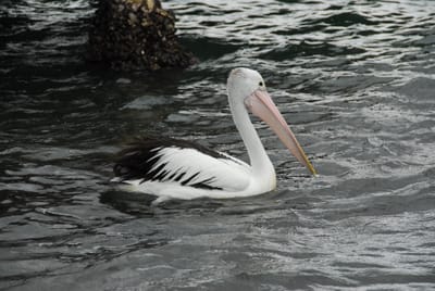 DSC_4146.JPG