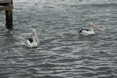 DSC_4147.JPG