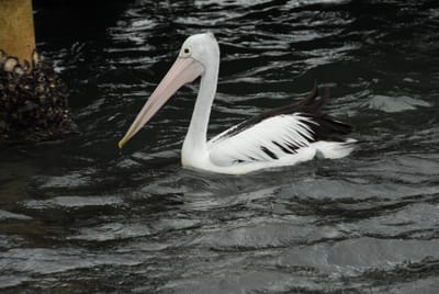 DSC_4148.JPG