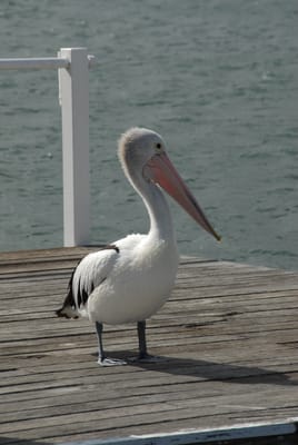 DSC_4177.JPG