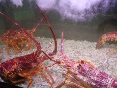 DSCN0729.JPG