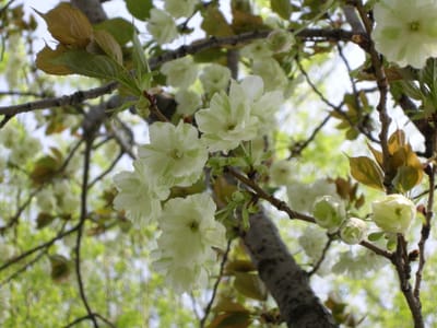 DSCN0415.JPG