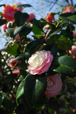 DSC_6307.JPG