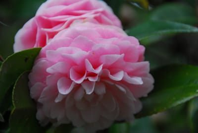 DSC_6175.JPG