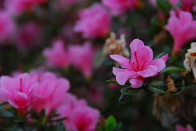 DSC_6181.JPG