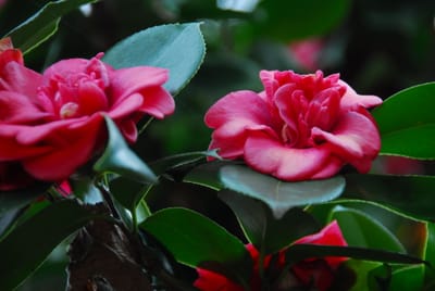 DSC_6183.JPG