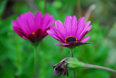 DSC_6184.JPG