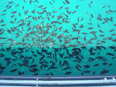 DSCN0807.JPG