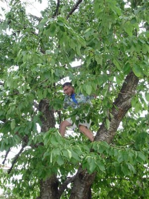 A003 picking cherries.JPG