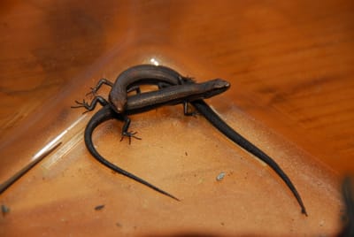 DSC_4825.JPG