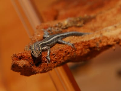 DSC_4833.JPG