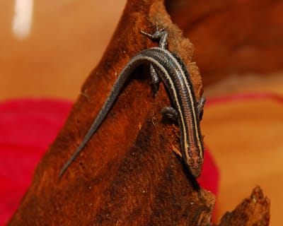 DSC_4834.JPG
