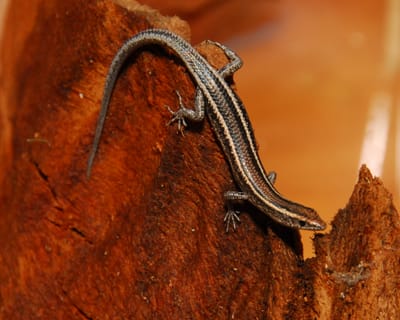 DSC_4835.JPG