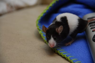 DSC_4400.JPG