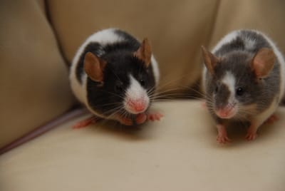 DSC_4404.JPG