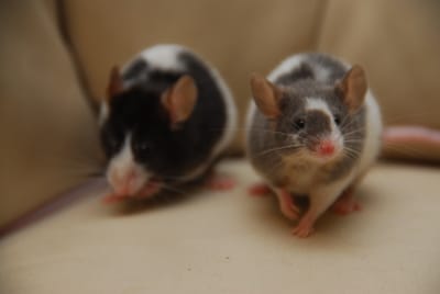 DSC_4405.JPG