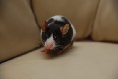 DSC_4407.JPG