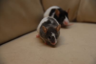DSC_4408.JPG