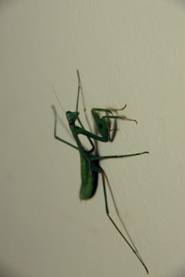 DSC_5100.JPG