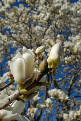 DSC_5933.JPG