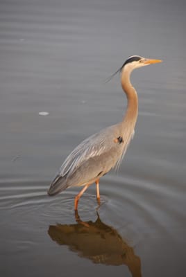 DSC_4468.JPG