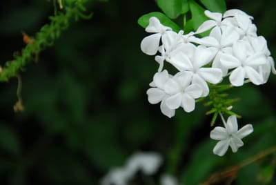 DSC_3084.JPG