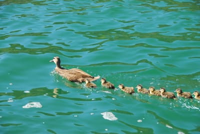 DSC_1767.JPG