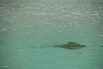 DSC_7948.JPG
