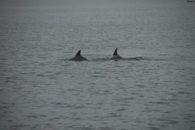 DSC_7978.JPG