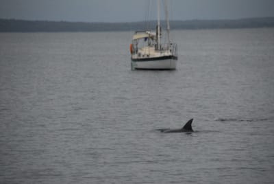 DSC_7985.JPG