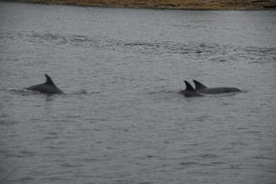 DSC_7988.JPG