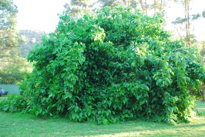 DSC_1944.JPG