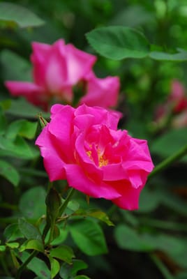 DSC_2058.JPG