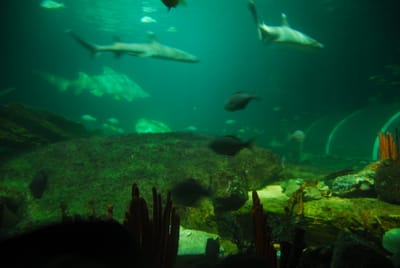 DSC_8109.JPG