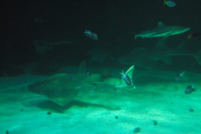 DSC_8140.JPG